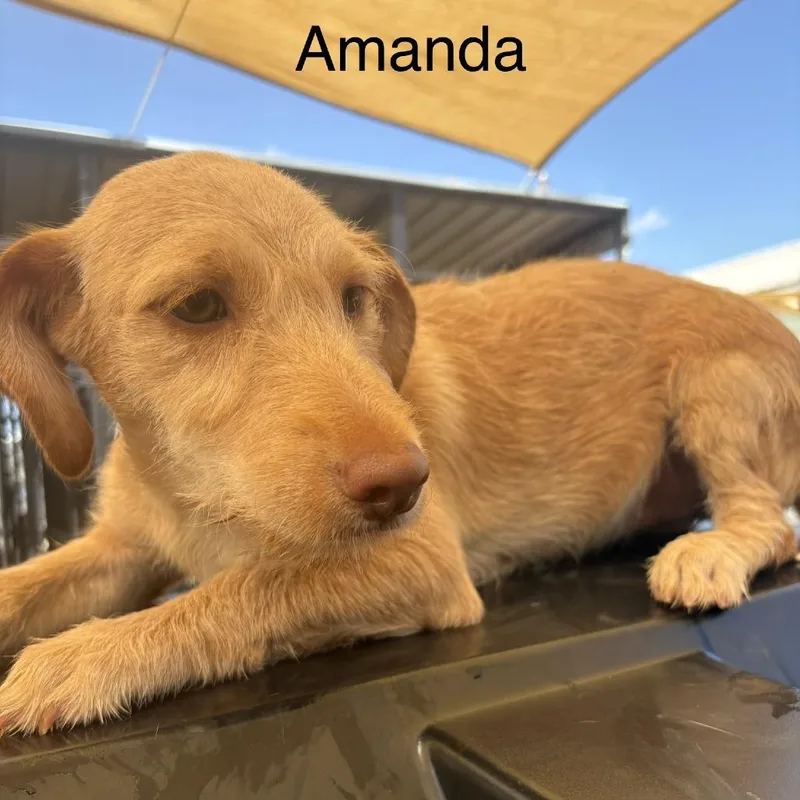 A baby medium-sized female Yellow / Tan / Blond / Fawn Labrador Retriever dog named Amanda for adoption in Austin, TX