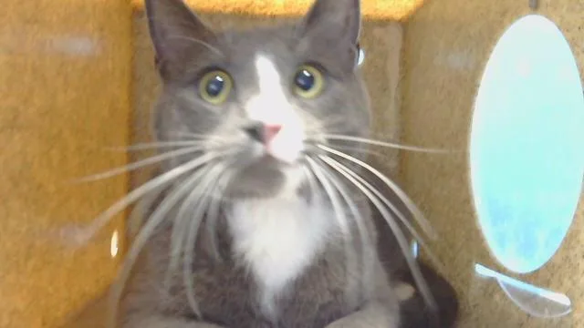 An adult medium-sized female Domestic Short Hair cat named Slasher for adoption in Gardena, CA