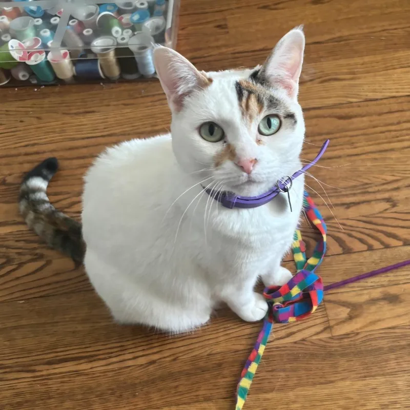 An adult small-sized female White Domestic Short Hair cat named Hazel for adoption in Layton, UT