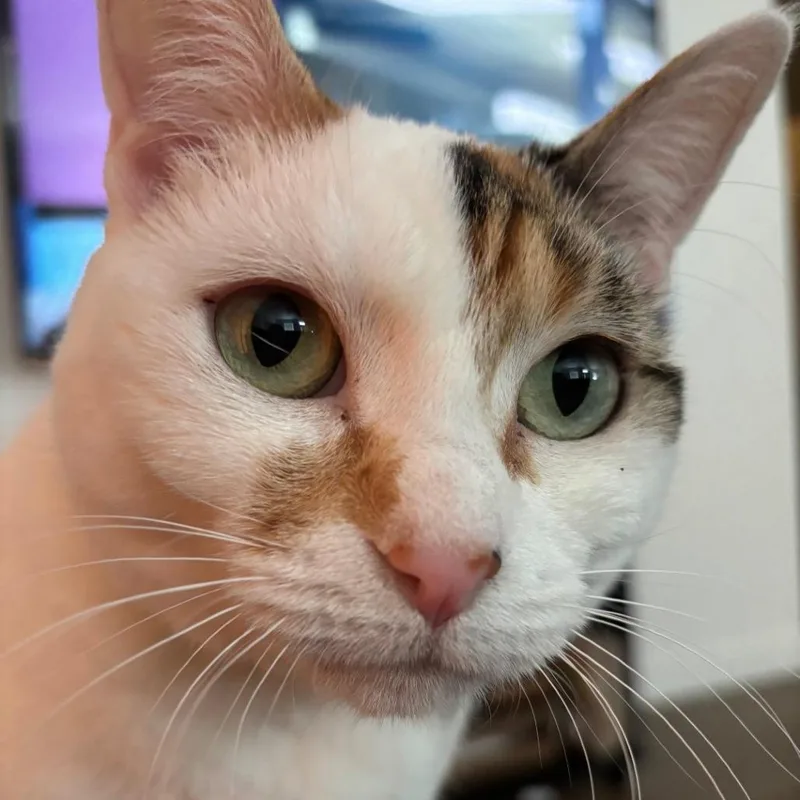 Hazel thumbnail 2