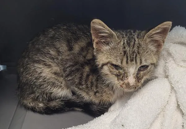 A baby small-sized male Domestic Short Hair cat named Pen  Ofu for adoption in Lawrenceville, GA