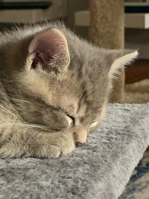 A baby medium-sized male Tabby (Gray / Blue / Silver) Domestic Short Hair cat named Sammy for adoption in Colmar, PA