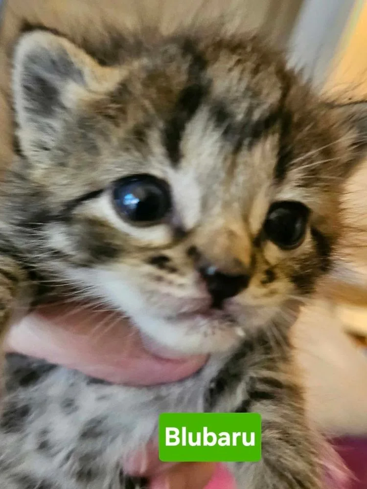 A baby small-sized female Brown / Chocolate Domestic Short Hair cat named Blubaru for adoption in Poplar Grove, IL