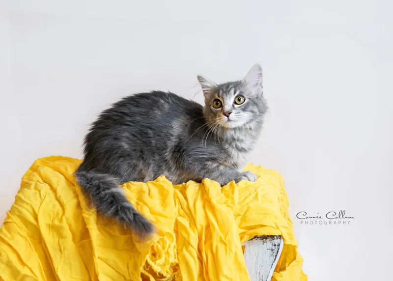 A young medium-sized female Tabby (Gray / Blue / Silver) Domestic Short Hair cat named Elena for adoption in Homewood, AL