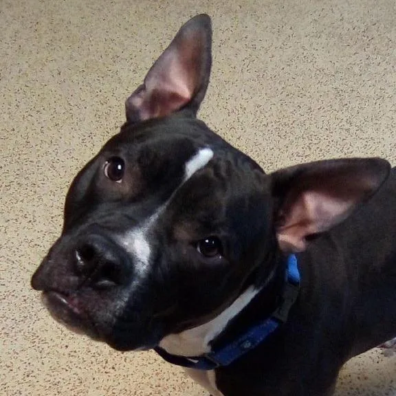 An adult large-sized male Pit Bull Terrier dog named Frankie LVRC for adoption in Las Vegas, NV
