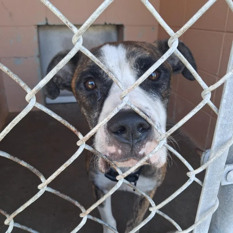 An adult large-sized male Pit Bull Terrier dog named Brad for adoption in Gautier, MS