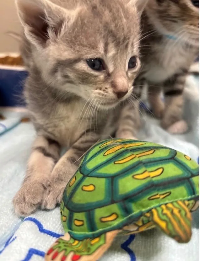 A baby medium-sized female Domestic Short Hair cat named Salina for adoption in Douglasville, GA