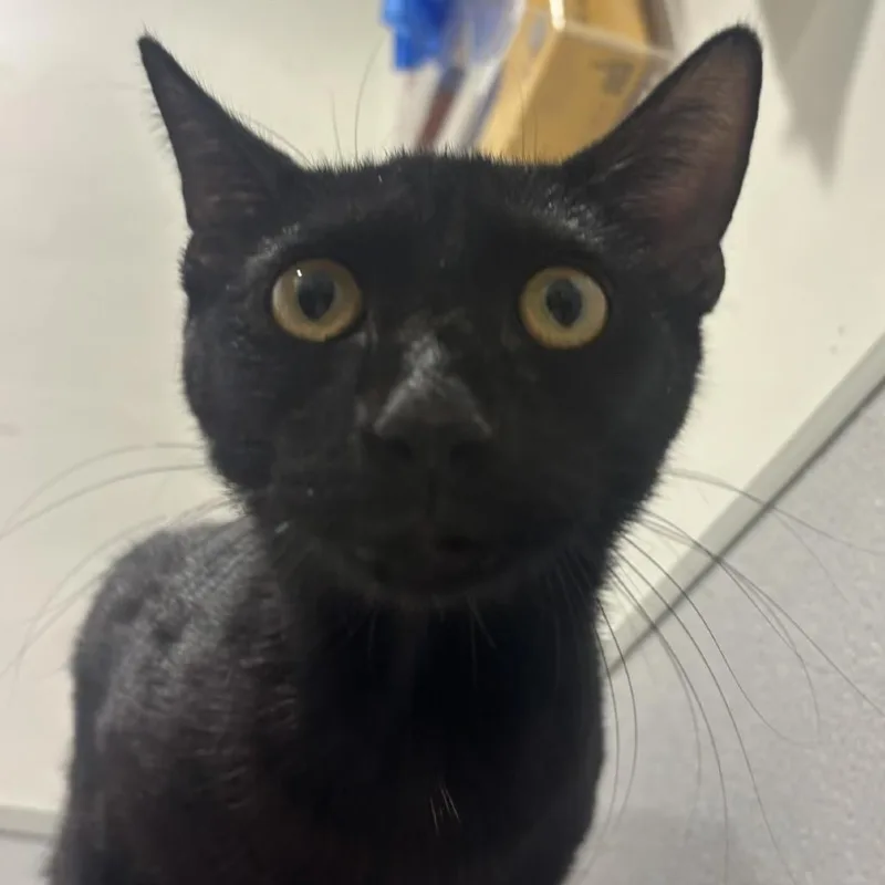 A young medium-sized male Black Domestic Short Hair cat named Steve for adoption in Tampa, FL