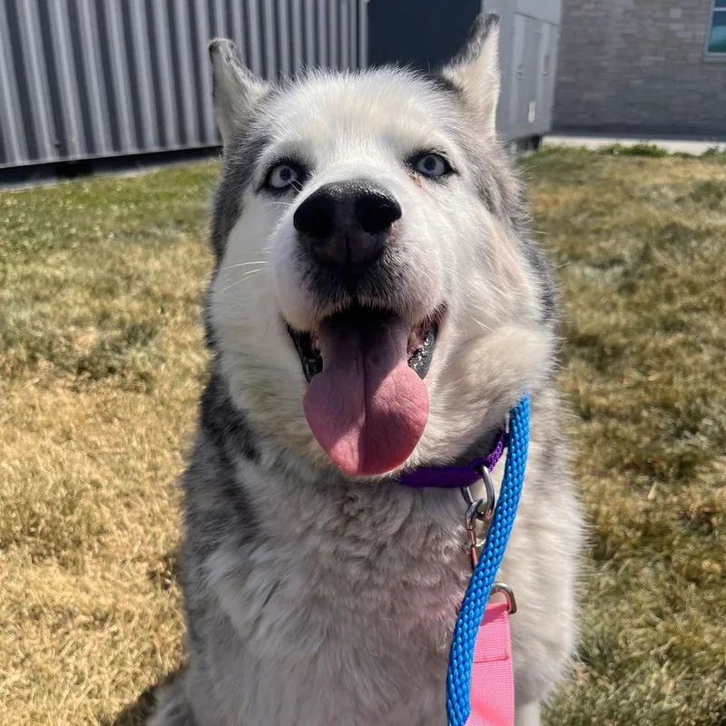 An adult large-sized male Black Siberian Husky dog named Lobo for adoption in Matteson, IL