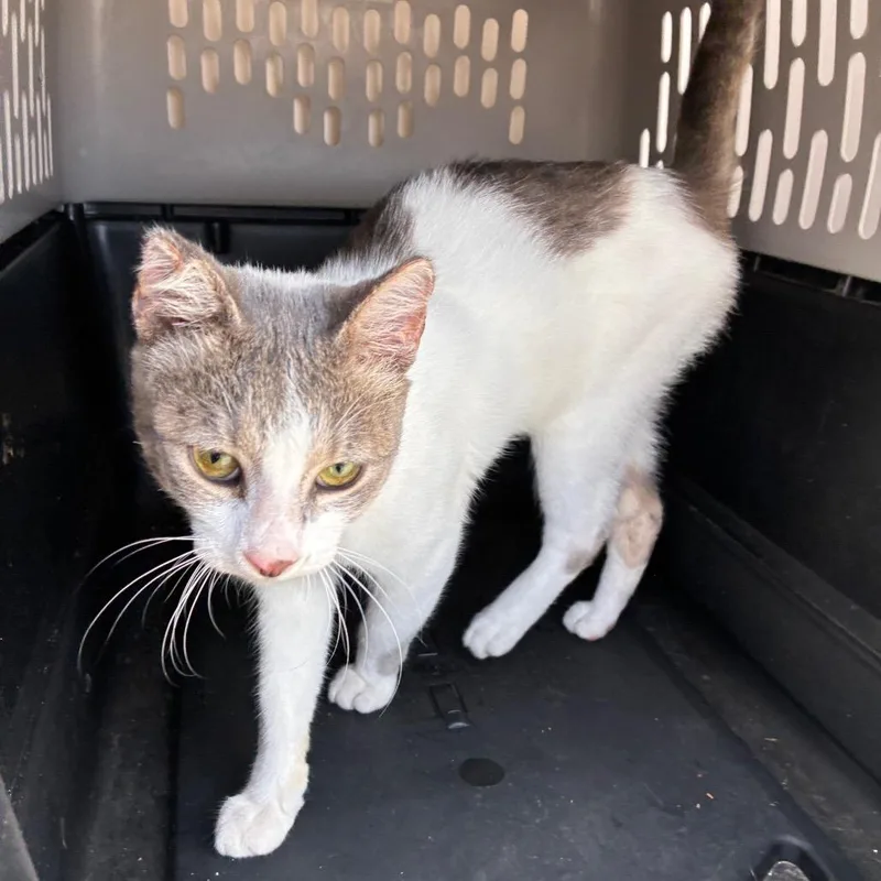 A baby medium-sized male White Domestic Short Hair cat named Black panther for adoption in Chattanooga, TN