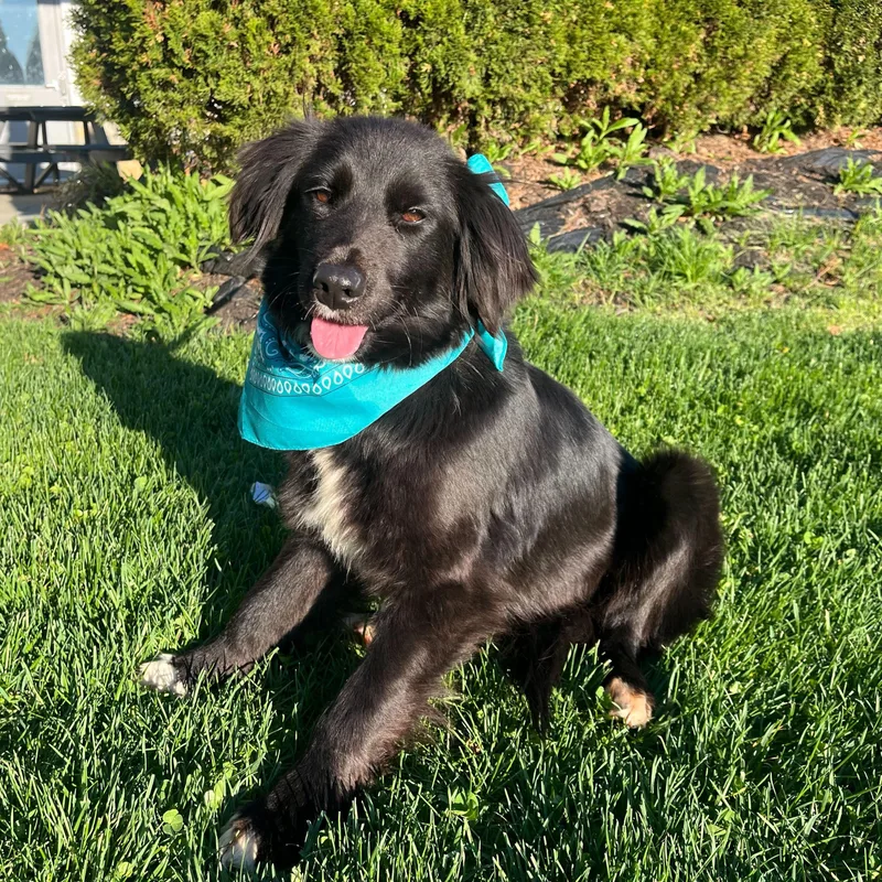 A young medium-sized female Black Mixed Breed dog named Katie for adoption in Canal Winchester, OH