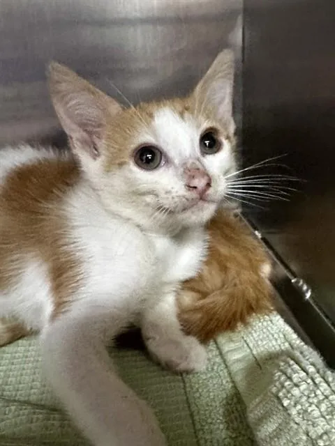A baby small-sized male Domestic Short Hair cat named Ginger for adoption in Conroe, TX