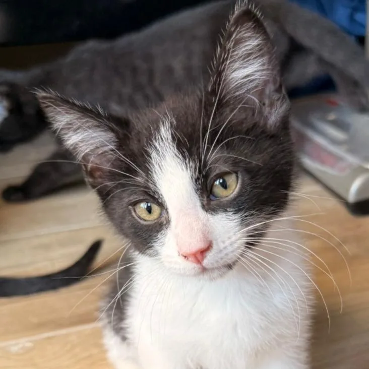 A baby small-sized male Black Domestic Short Hair cat named Lyra for adoption in Oceanside, CA