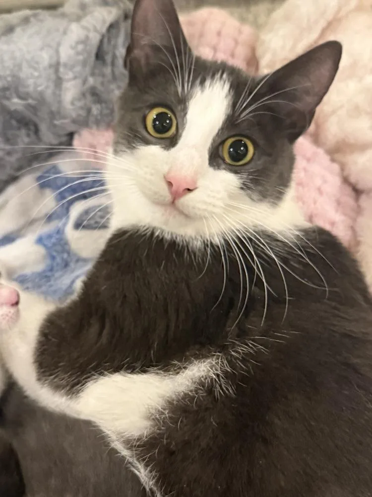A young medium-sized female Gray & White Domestic Short Hair cat named Opal for adoption in Bolton, CT