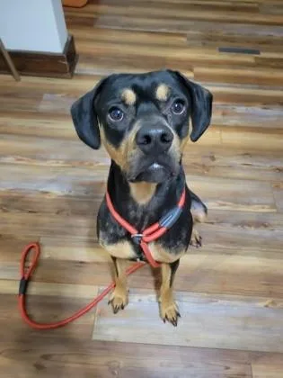 A young medium-sized male Black Miniature Pinscher dog named Apollo for adoption in Lock Haven, PA