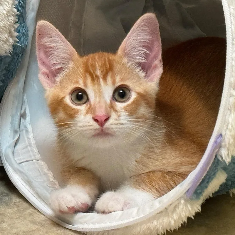 A baby small-sized male Domestic Short Hair cat named Boris for adoption in Cambria, CA