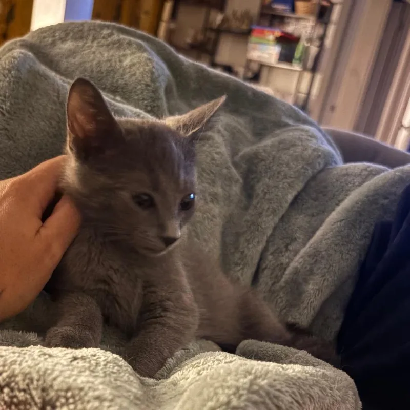A baby small-sized male Gray / Blue / Silver Domestic Medium Hair cat named Ezra for adoption in La Grange, KY