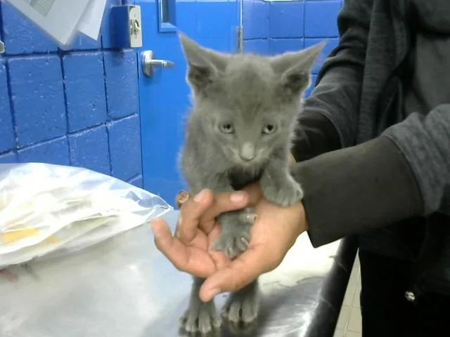 A baby small-sized male Domestic Short Hair cat named Chalino for adoption in Albuquerque, NM