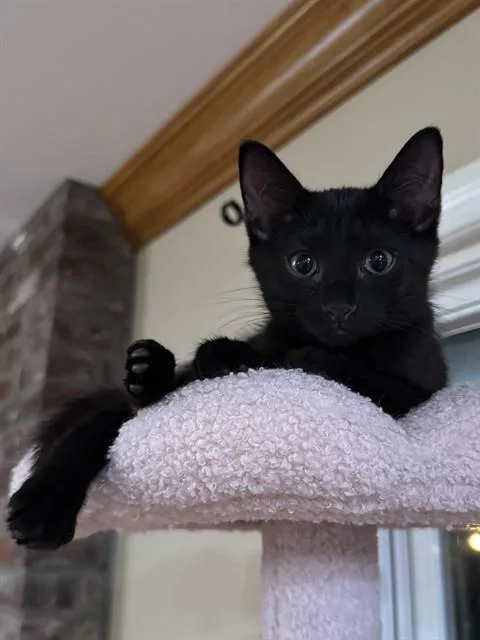 A baby small-sized male Domestic Short Hair cat named Teylor Smirl for adoption in Louisville, KY