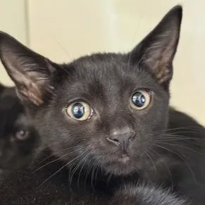 A baby small-sized female Black Domestic Short Hair cat named Katya for adoption in Fernandina Beach, FL