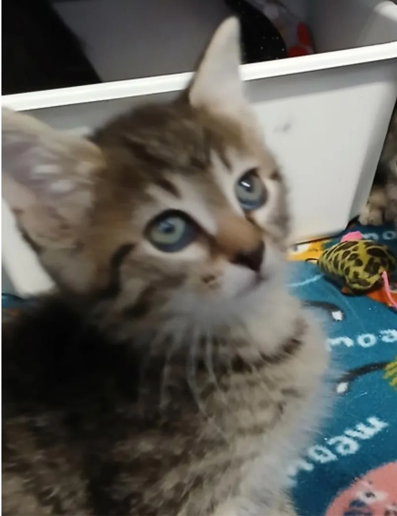 A baby small-sized male Domestic Short Hair cat named Blue Ridge for adoption in Marshall, NC