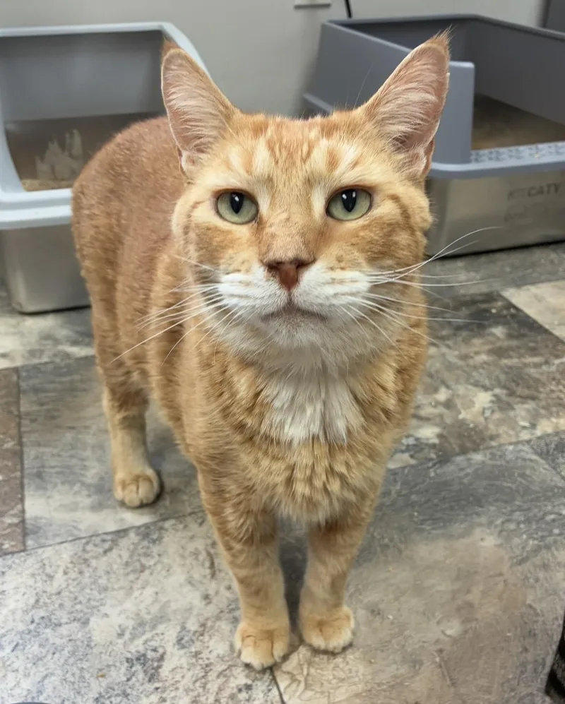 An adult extra large-sized male Tabby (Orange / Red) Domestic Short Hair cat named Tyson for adoption in Breinigsville, PA
