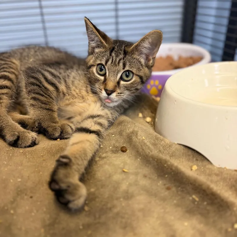 A baby small-sized male Domestic Short Hair cat named Murtagh for adoption in Portage, MI
