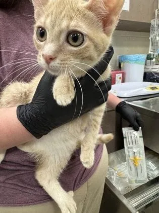 A baby small-sized male Domestic Short Hair cat named Munster for adoption in Fishers, IN