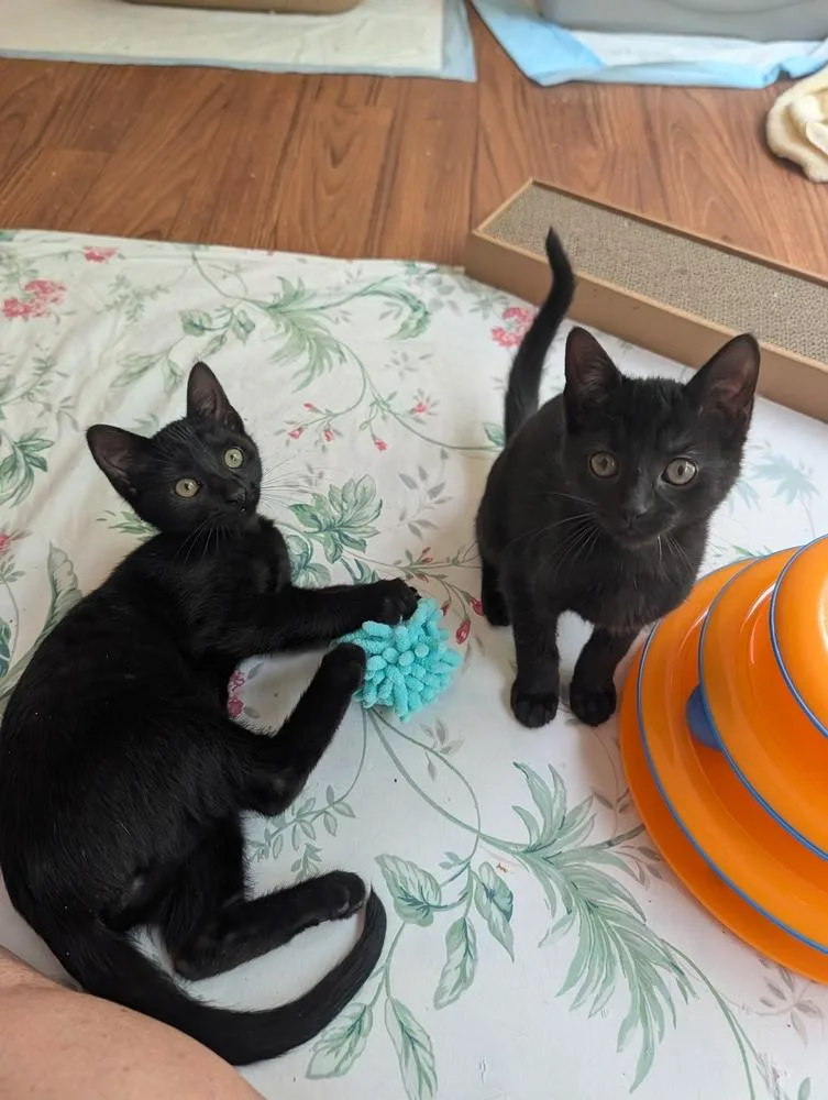 A baby small-sized male Black Domestic Short Hair cat named Ranger for adoption in Louisa, VA
