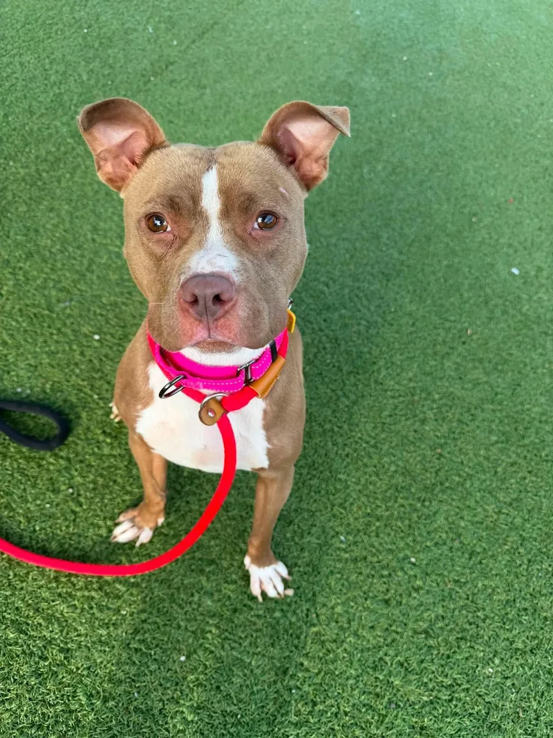 A young medium-sized female Brown / Chocolate Pit Bull Terrier dog named Phoebe for adoption in Cleveland, OH