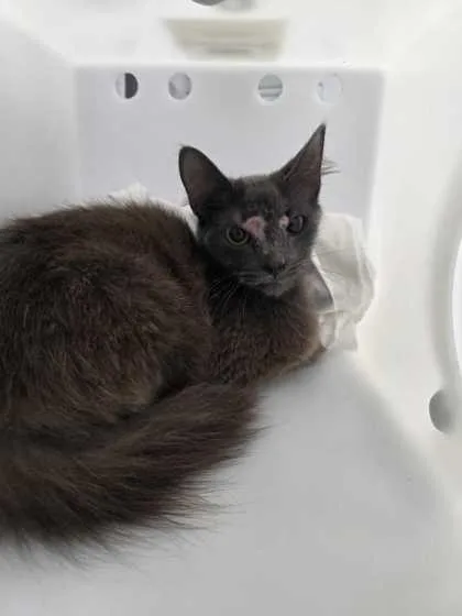 A young small-sized female Domestic Short Hair cat named Regina George for adoption in Sevierville, TN