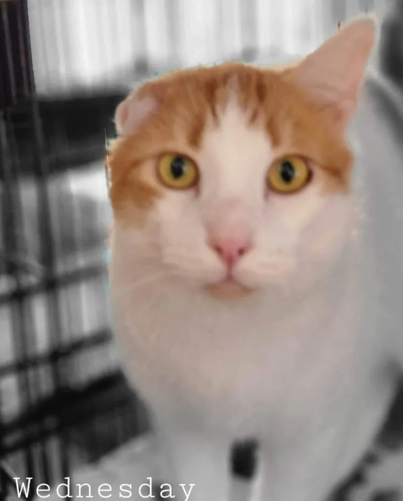 Wednesday thumbnail 2