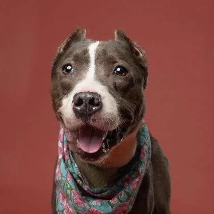 A senior medium-sized female Pit Bull Terrier dog named Nanny May for adoption in Atlanta, GA