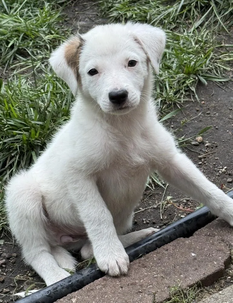 A baby medium-sized female White / Cream Hound dog named Cheyenne for adoption in South Bend, IN