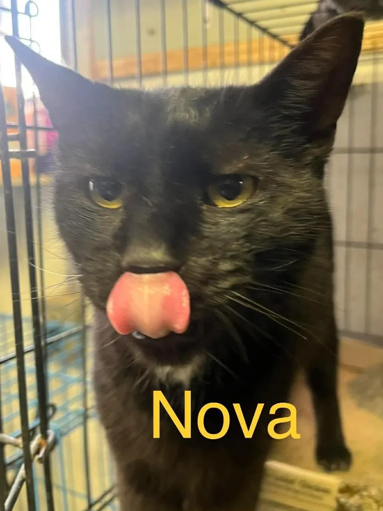 Nova