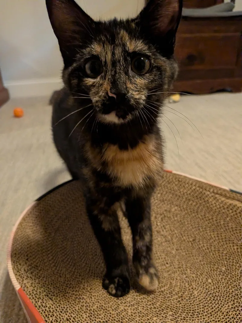 A baby medium-sized female Tortoiseshell Domestic Short Hair cat named Oriole for adoption in Baltimore, MD
