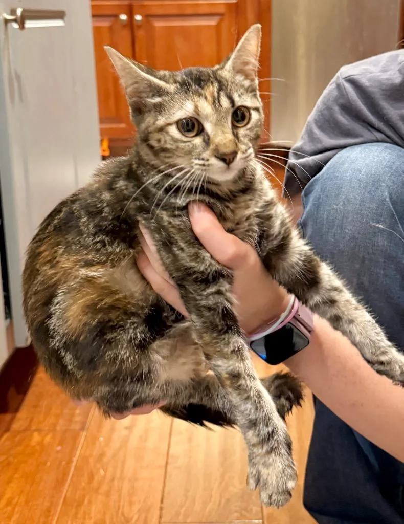 Lucidity thumbnail 2