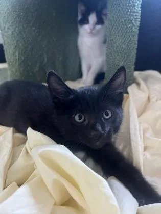A baby small-sized female Domestic Short Hair cat named Sevyn for adoption in West Chester, PA