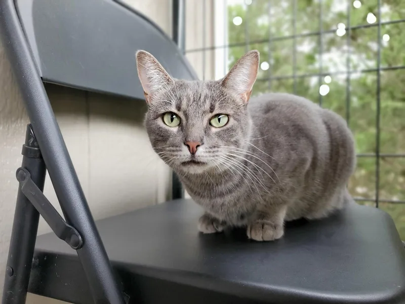 An adult medium-sized female Domestic Short Hair cat named Fancy for adoption in Camden, TN