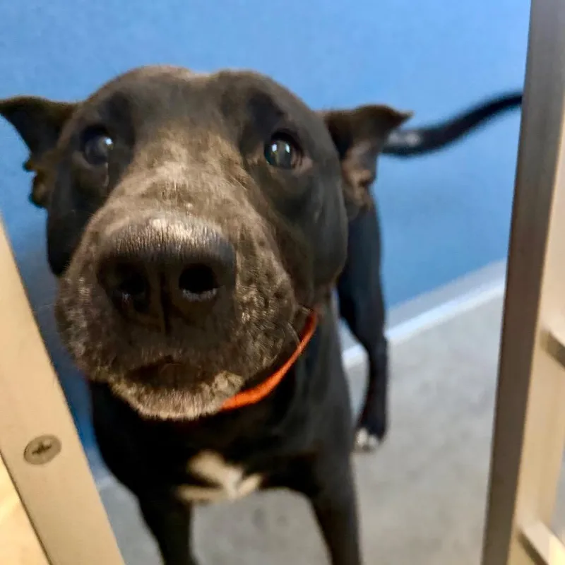 An adult medium-sized male Labrador Retriever dog named Sam for adoption in Peyton, CO