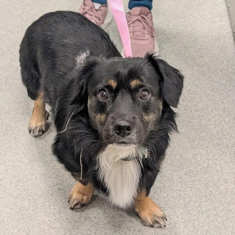 An adult medium-sized male Corgi dog named Dooger for adoption in New Castle, DE