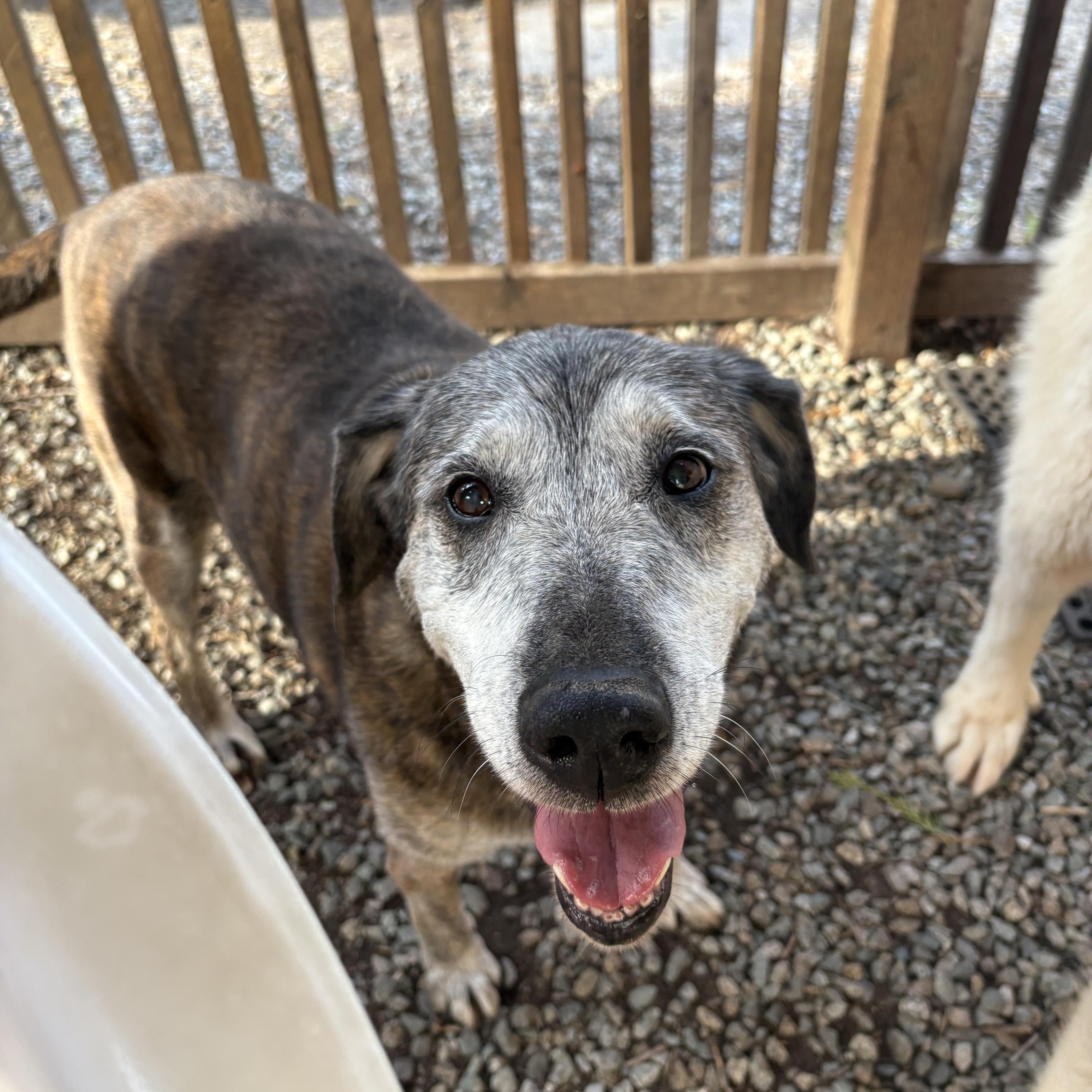 A senior large-sized female Black Catahoula Leopard Dog dog named Fiona for adoption in Lakehead, CA
