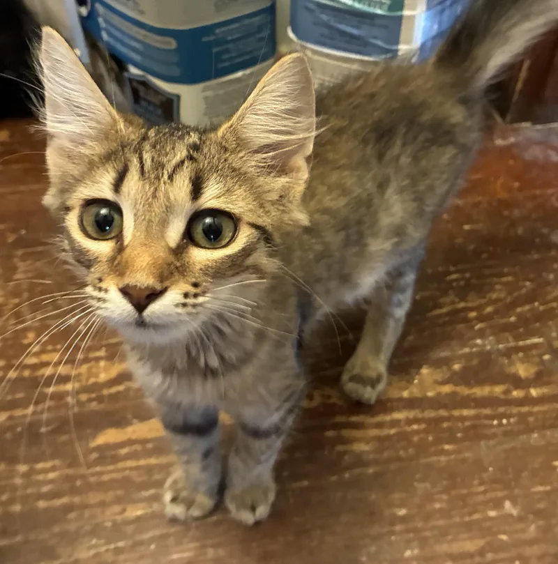 A baby medium-sized female Cream / Ivory Tabby cat named Bruna for adoption in Dawson, GA