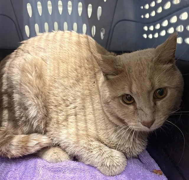 A young large-sized male Domestic Short Hair cat named Moses for adoption in Minneapolis, MN