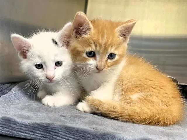A baby small-sized male Domestic Short Hair cat named Dallas for adoption in Tustin, CA