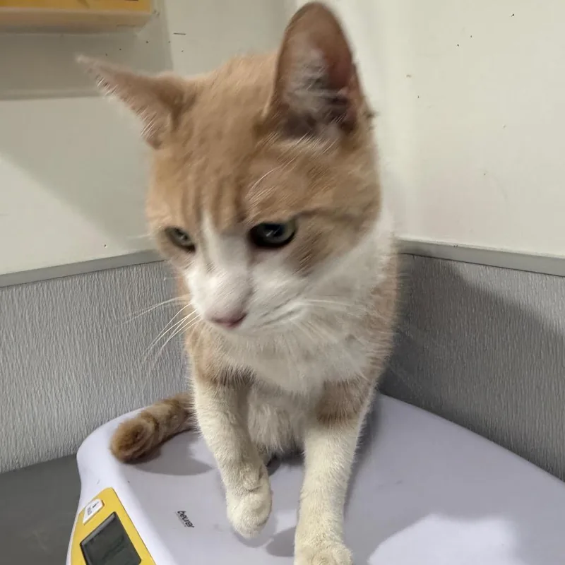 A senior medium-sized male Orange / Red Domestic Short Hair cat named Lopez for adoption in Tampa, FL