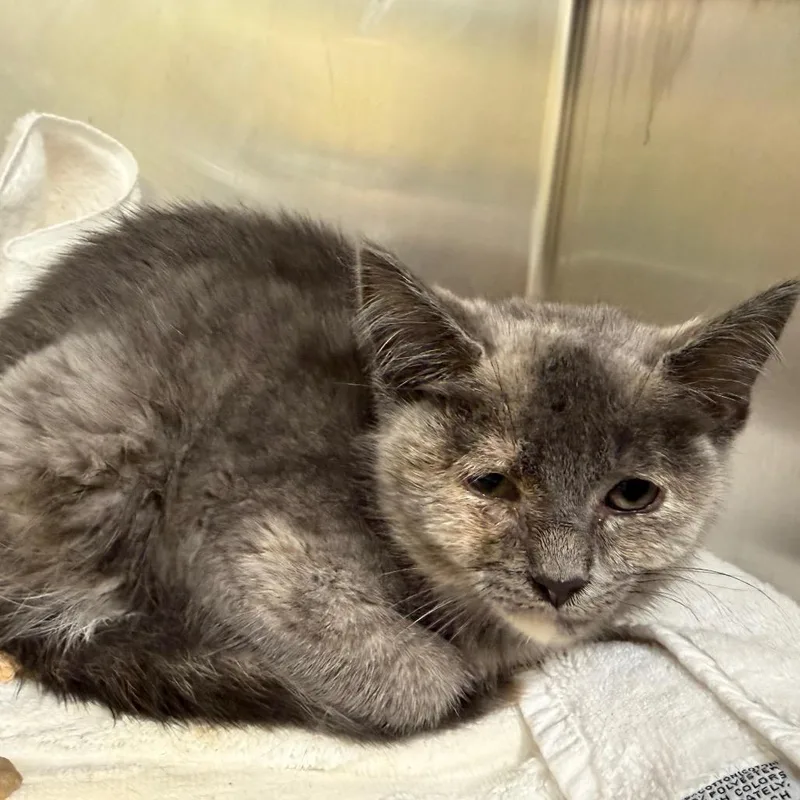 A baby small-sized female Gray / Blue / Silver Domestic Short Hair cat named "Jellybean" for adoption in Perkiomenville, PA