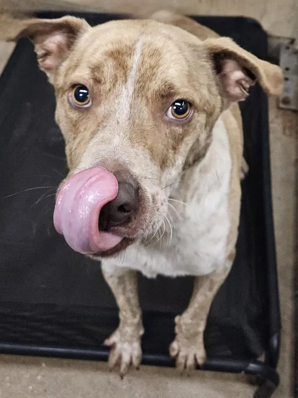 An adult medium-sized male American Staffordshire Terrier dog named Redbull for adoption in Mobile, AL