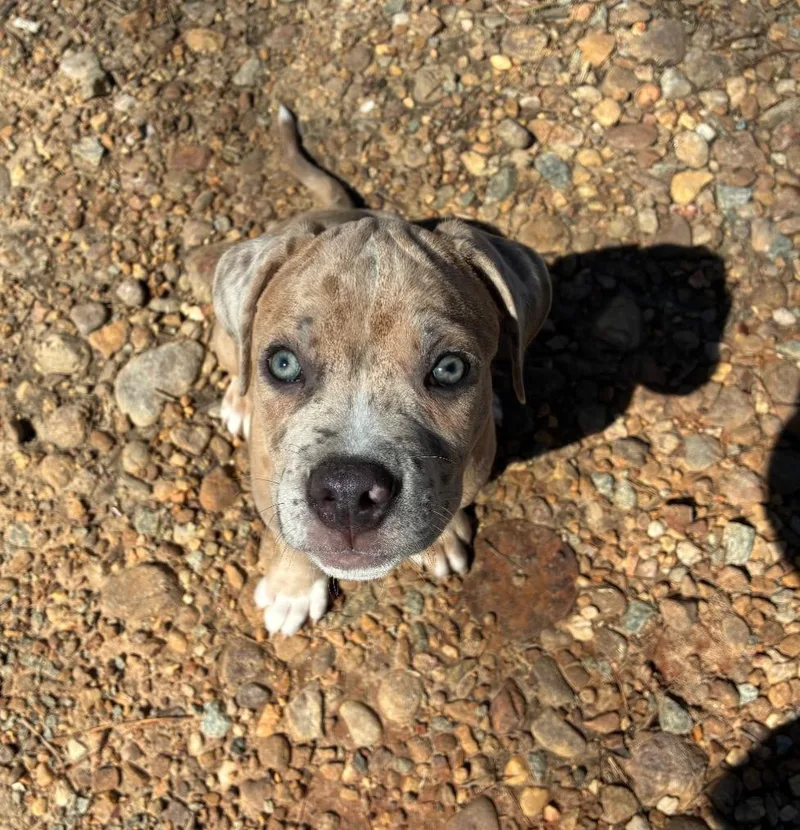A baby medium-sized male Boxer dog named Ash  The Loyaltree for adoption in Holly Springs, NC