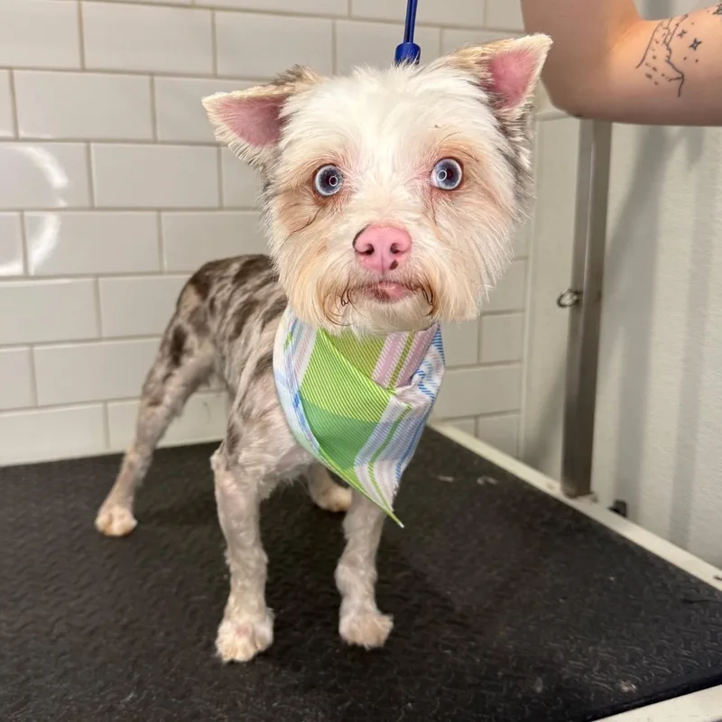 A senior small-sized male Yorkshire Terrier dog named Mufasa for adoption in Wayne, NJ